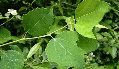 Aspen zur Behandlung einer chronischen Prostatitis