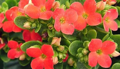 Kalanchoe zur Behandlung von chronischer Prostatitis